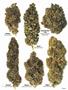 Page: - 63 | High Times