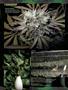 Page: - 82 | High Times