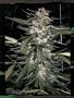 Page: - 83 | High Times