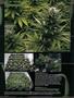 Page: - 84 | High Times