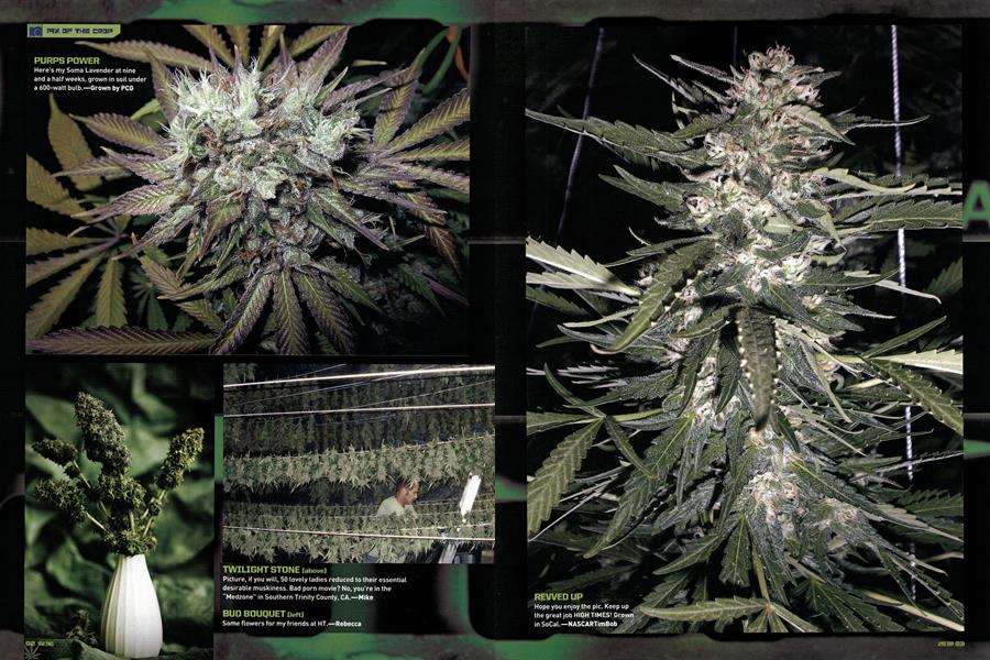 PIX OF THE CROP