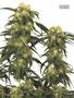 Page: - 103 | High Times