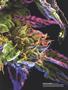 Page: - 53 | High Times