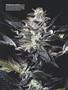 Page: - 59 | High Times