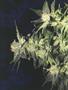 Page: - 60 | High Times