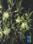 Page: - 61 | High Times