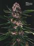 Page: - 62 | High Times