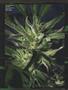 Page: - 83 | High Times