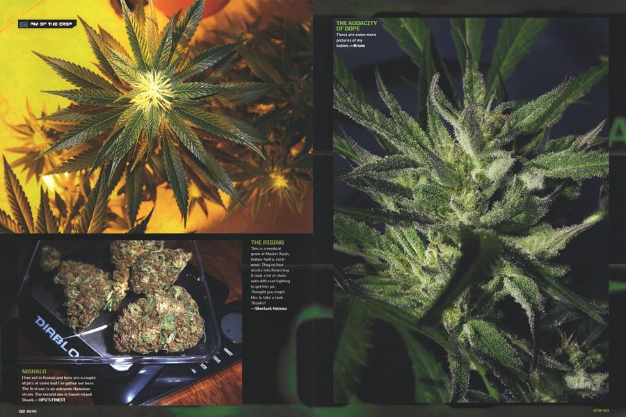 PIX OF THE CROP