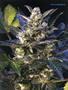 Page: - 103 | High Times