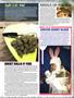 Page: - 13 | High Times