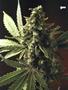 Page: - 59 | High Times
