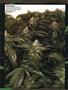 Page: - 83 | High Times