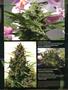 Page: - 84 | High Times