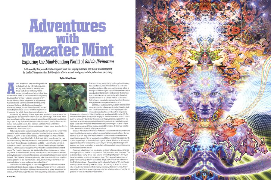 Adventures with Mazatec Mint