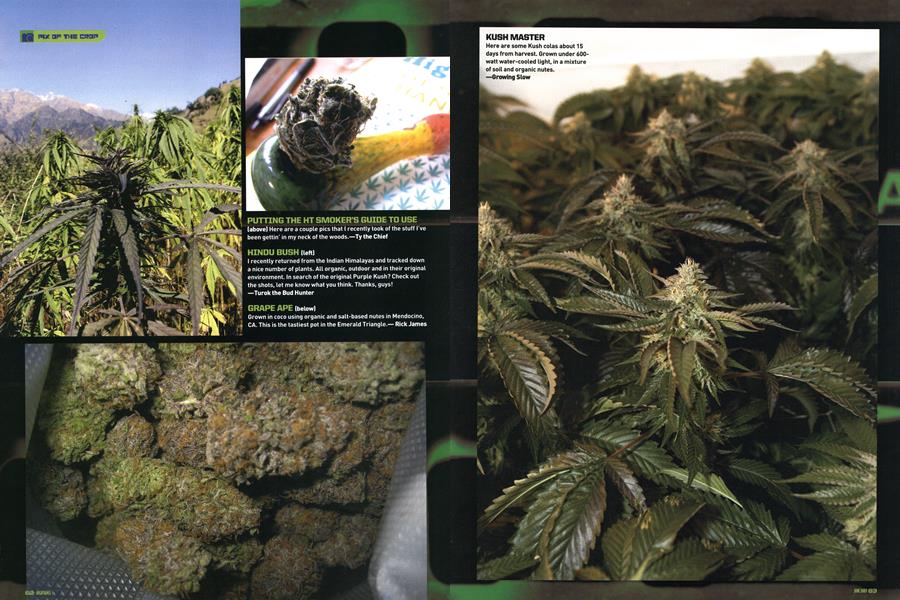 PIX OF THE CROP