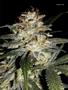 Page: - 103 | High Times