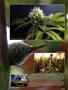 Page: - 35 | High Times