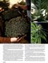 Page: - 36 | High Times