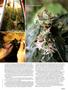 Page: - 37 | High Times