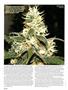 Page: - 38 | High Times