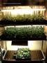 Page: - 55 | High Times