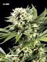 Page: - 59 | High Times
