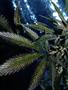 Page: - 60 | High Times