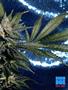 Page: - 61 | High Times