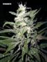 Page: - 62 | High Times