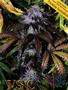 Page: - 71 | High Times