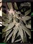 Page: - 83 | High Times