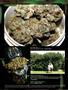 Page: - 84 | High Times