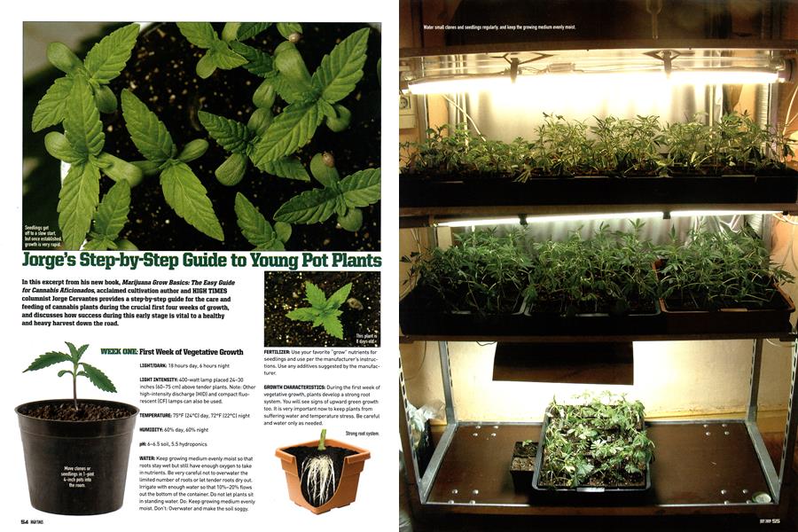 Jorge's Step-by-Step Guide to Young Pot Plants