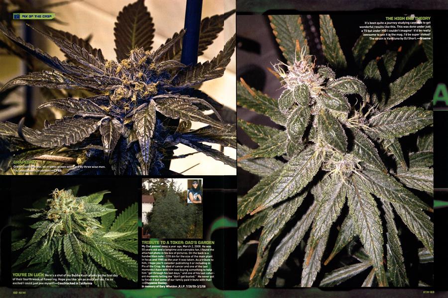PIX OF THE CROP