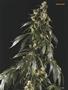 Page: - 103 | High Times