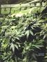 Page: - 41 | High Times