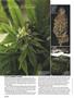 Page: - 46 | High Times