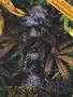 Page: - 51 | High Times