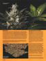 Page: - 58 | High Times