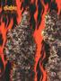 Page: - 60 | High Times