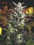 Page: - 62 | High Times