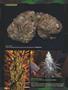 Page: - 82 | High Times