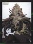 Page: - 83 | High Times