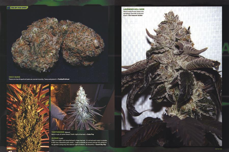 PIX OF THE CROP