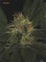 Page: - 103 | High Times