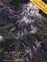 Page: - 119 | High Times
