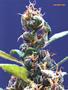 Page: - 59 | High Times