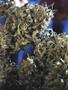 Page: - 61 | High Times