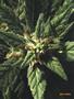 Page: - 62 | High Times